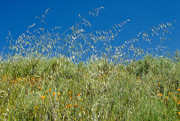 California Poppies