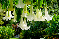 Brookside Gardens