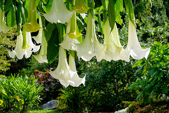 Brookside Gardens
