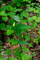 Large-flowered Bellwort