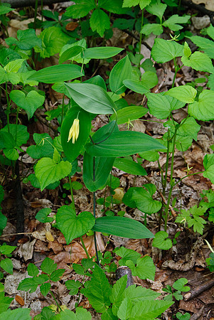 Large-flowered Bellwort