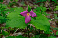 Large-flowered Trillium (Roseum Form)