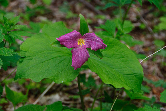 Large-flowered Trillium (Roseum Form)