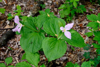 Large-flowered Trillium (Roseum Form)