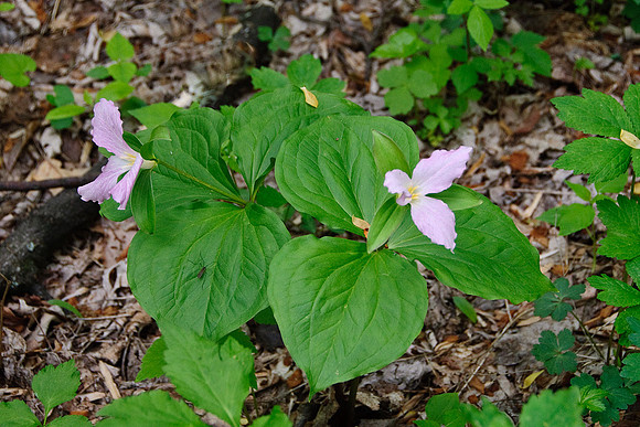 Large-flowered Trillium (Roseum Form)