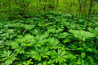 Mayapple carpet