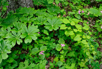 Mayapple with Large-flowered Trillium