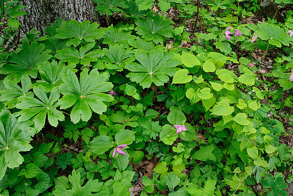 Mayapple with Large-flowered Trillium