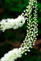 Black Cohosh (Cimicifuga)