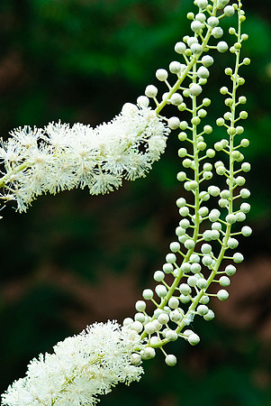 Black Cohosh (Cimicifuga)