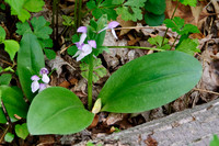 Showy Orchis