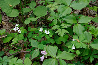 Rue Anemone