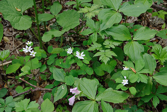 Rue Anemone