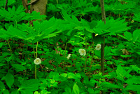 Mayapple flowering