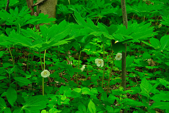 Mayapple flowering