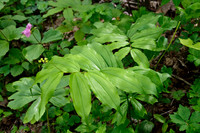 False Solomon's Seal