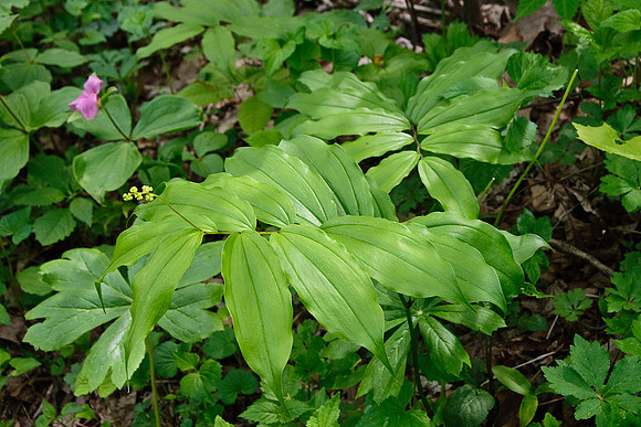 False Solomon's Seal