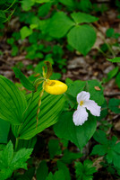 Yellow Lady's Slipper