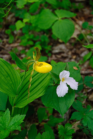 Yellow Lady's Slipper