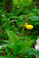 Yellow Lady's Slipper