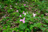 Large-flowered Trillium