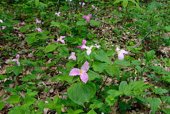 Large-flowered Trillium