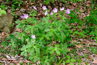 Wild Geranium