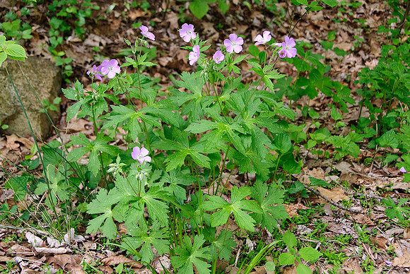 Wild Geranium