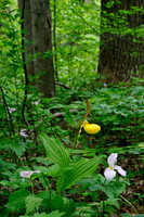 Yellow Lady's Slipper