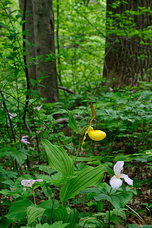 Yellow Lady's Slipper