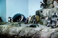 Monterey Bay Aquarium