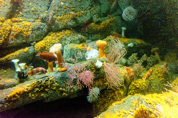 Monterey Bay Aquarium