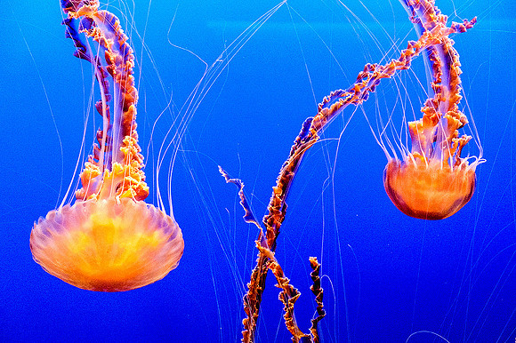 Monterey Bay Aquarium