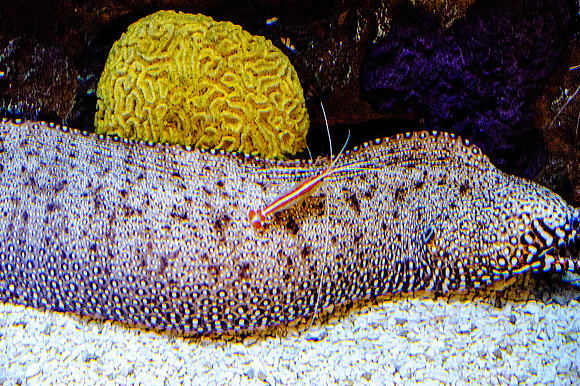 Monterey Bay Aquarium