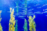 Monterey Bay Aquarium