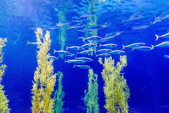 Monterey Bay Aquarium