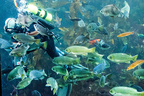 Monterey Bay Aquarium