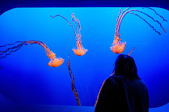 Monterey Bay Aquarium