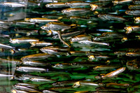 Monterey Bay Aquarium
