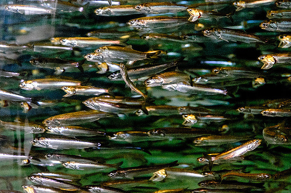Monterey Bay Aquarium