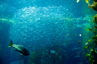 Monterey Bay Aquarium