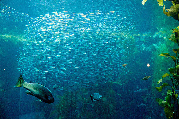 Monterey Bay Aquarium