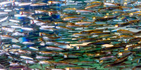 Monterey Bay Aquarium
