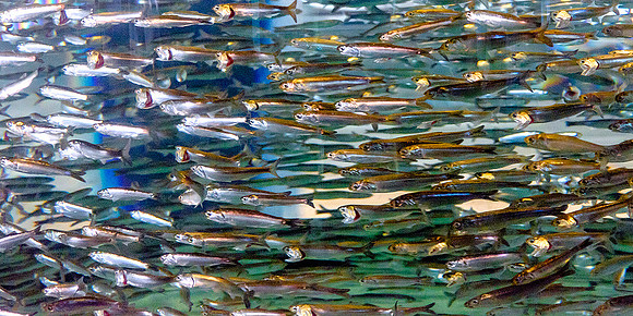 Monterey Bay Aquarium