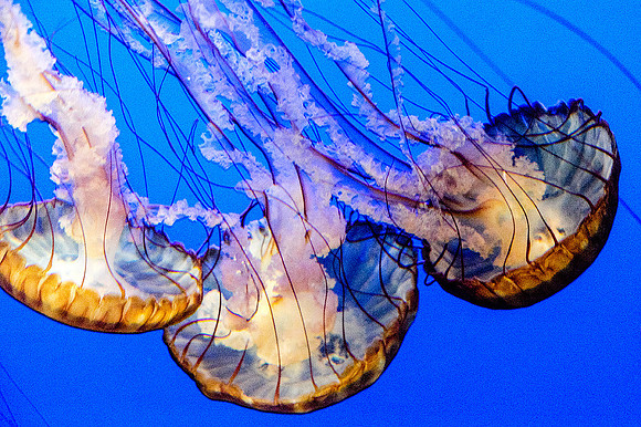 Monterey Bay Aquarium