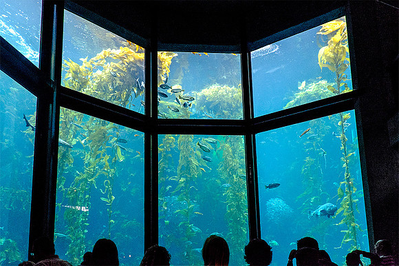 Monterey Bay Aquarium