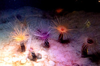 Monterey Bay Aquarium