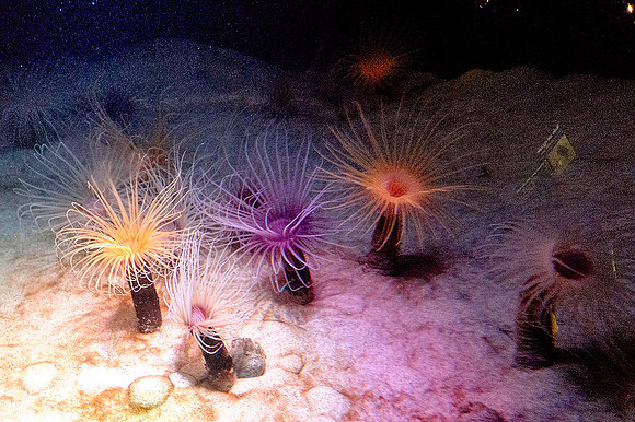 Monterey Bay Aquarium