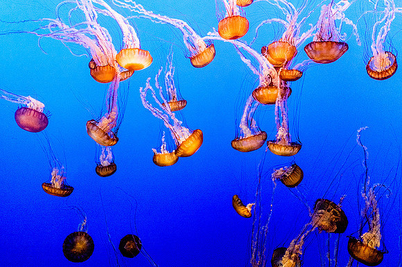 Monterey Bay Aquarium