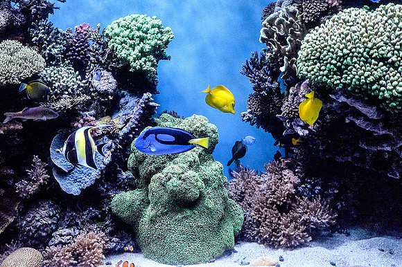 Monterey Bay Aquarium
